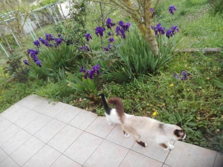 Zeus And Hera Apartments Nikiana Bagian luar foto